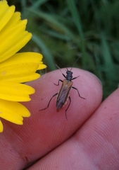 Oedemera simplex