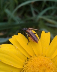 Oedemera simplex