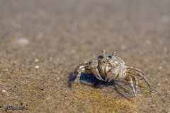 Dotilla wichmanni