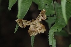 Krananda oliveomarginata