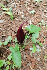 Typhonium trilobatum