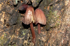 Mycena kuurkacea