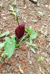 Typhonium trilobatum