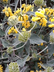 Phlomis russeliana