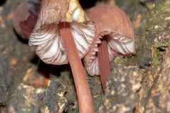 Mycena kuurkacea