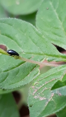 Coleoptera