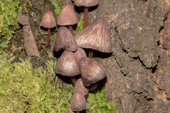 Mycena kuurkacea
