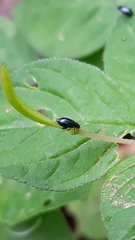 Coleoptera