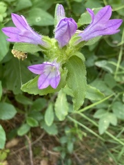 Campanula cervicaria