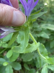 Campanula cervicaria