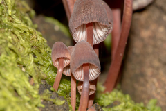Mycena kuurkacea