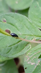 Coleoptera