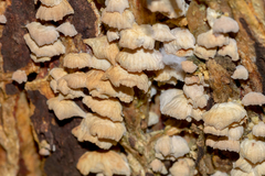 Marasmiellus affixus