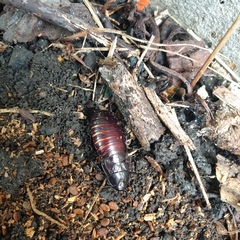 Panesthiinae