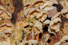 Marasmiellus affixus