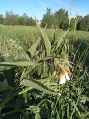 Symphytum grandiflorum