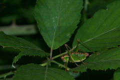 Metaplastes pulchripennis
