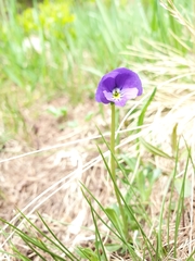 Viola calcarata