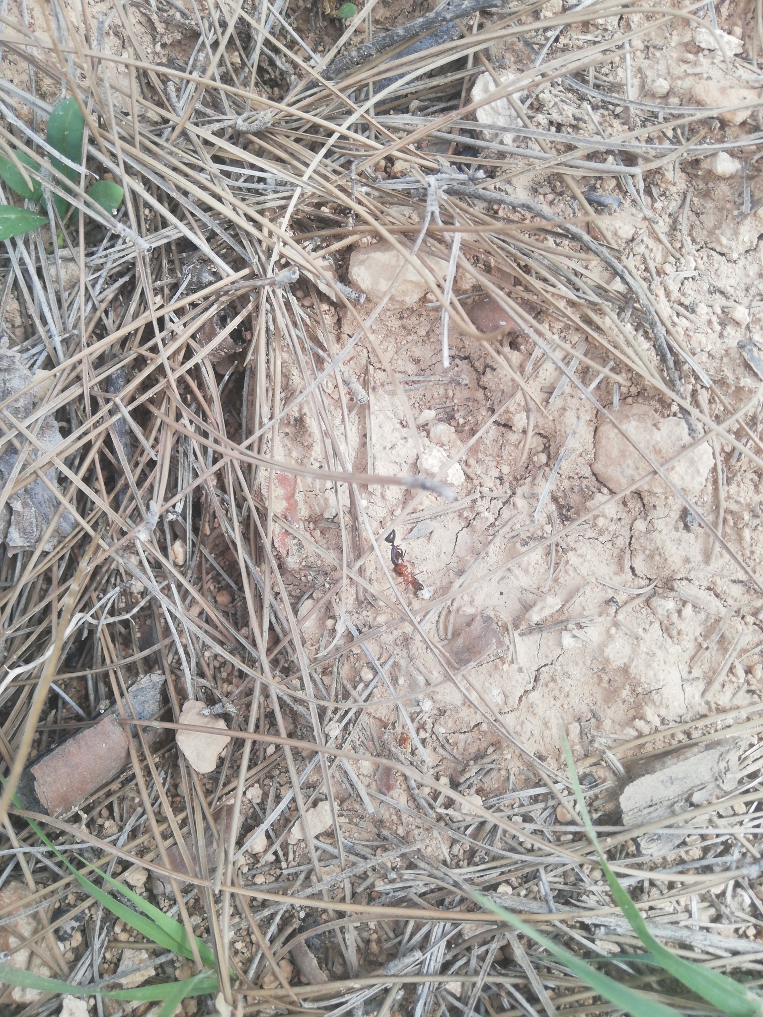 Cataglyphis viaticoides