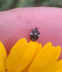 Anthrenus pimpinellae