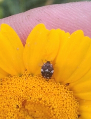 Anthrenus pimpinellae