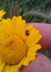 Anthrenus pimpinellae