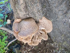 Cerioporus squamosus