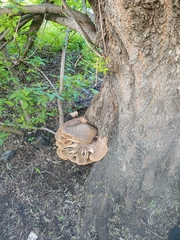 Cerioporus squamosus