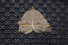 Macaria austrinata
