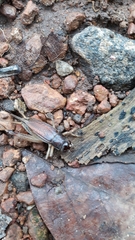 Teleogryllus mitratus