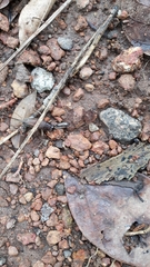 Teleogryllus mitratus