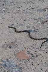 Arunachal Rain Snake