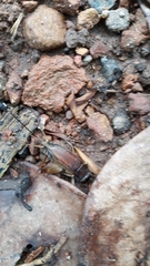 Teleogryllus mitratus