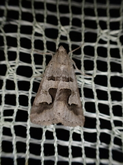 Drasteria caucasica