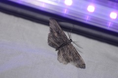 Aethaloida packardaria