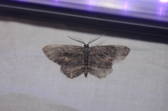 Aethaloida packardaria