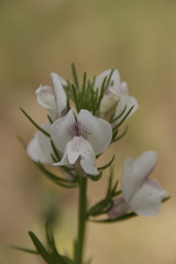 Misopates calycinum