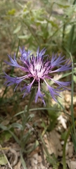 Centaurea graminifolia