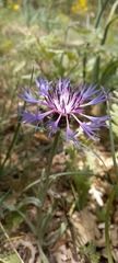 Centaurea graminifolia