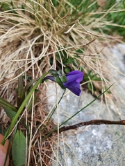 Viola calcarata