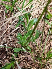 Viola calcarata
