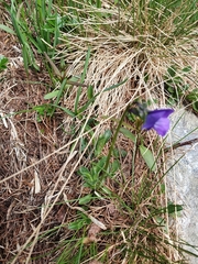 Viola calcarata