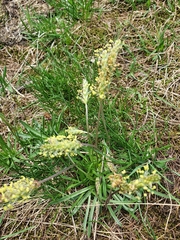 Plantago alpina