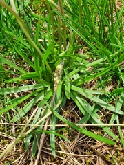 Plantago alpina