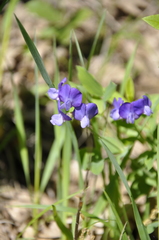 Lathyrus laxiflorus