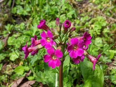 Primula miyabeana