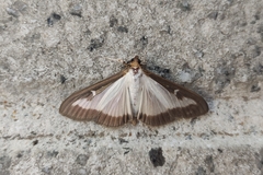 Cydalima perspectalis