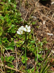 Cardamine resedifolia