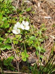 Cardamine resedifolia