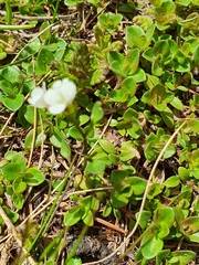 Cardamine resedifolia